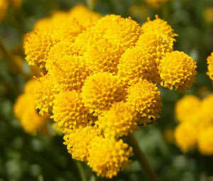 AGERATUM SEEDS YELLOW GOLDEN - 25 AGERATUM SEEDS