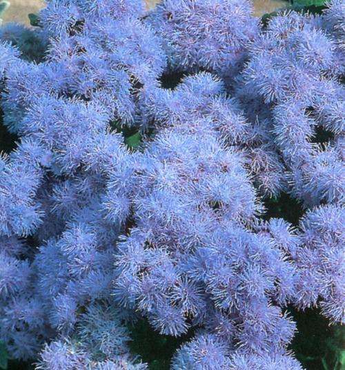AGERATUM SEEDS DWARF BLUE BEDDER - 25 AGERATUM SEEDS