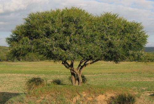 ACACIA KARROO SEEDS - 10 ACACIA KAROO SEEDS