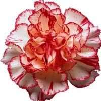 CARNATION SEEDS AVRANCHIN RED WHITE- 10 CARNATION SEEDS