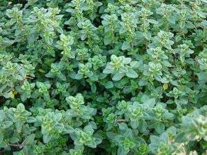 THYME SEEDS LEMON THYME - 50 THYME SEEDS