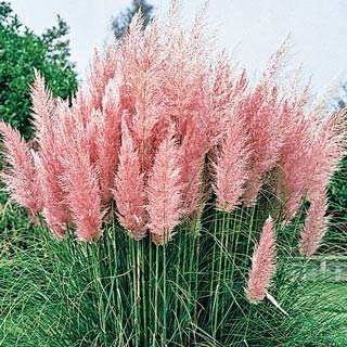 PAMPAS GRASS SEEDS PINK - 20 GRASS SEEDS