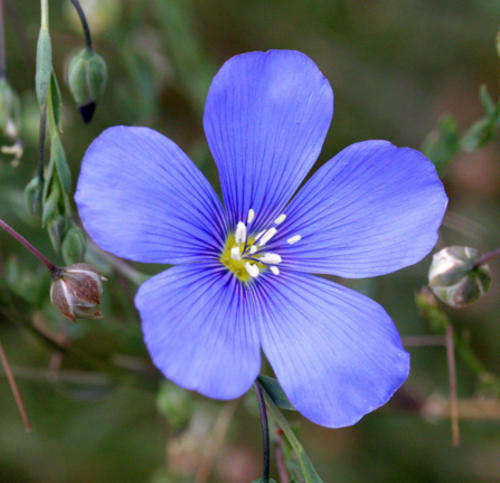 BLUE FLAX SEEDS - 10 FLAX SEEDS
