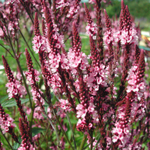 VERVAIN SEEDS PINK VERVAIN - 100 VERVAIN SEEDS
