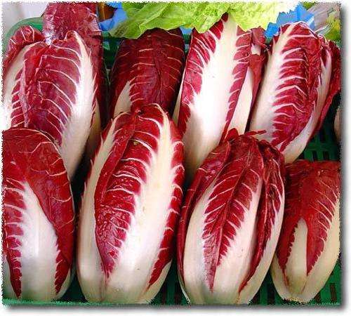 Radicchio Seeds Rossa Di Treviso - 1 gram Radicchio Seeds