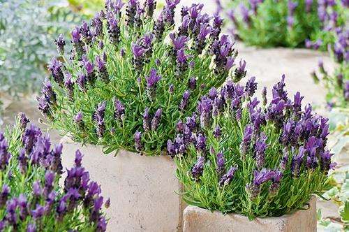LAVENDER SEEDS BANDERA PURPLE! - 10 LAVENDER SEEDS