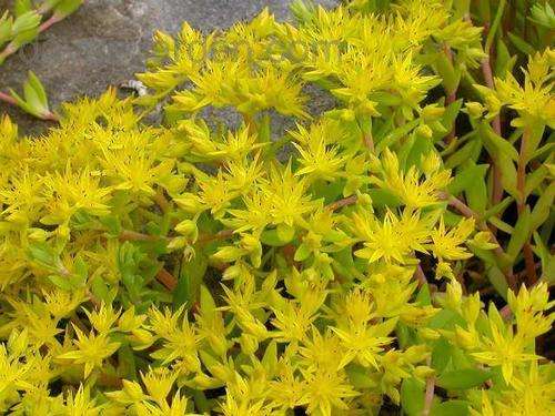 SEDUM SEEDS GOLD MOSS - 20 SEDUM SEEDS