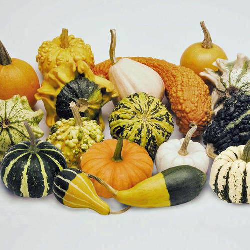 GOURD SEEDS SMALL MIX - 10 GOURD SEEDS