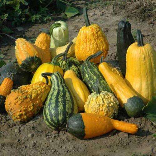 GOURD SEEDS LARGE MIX - 10 GOURD SEEDS