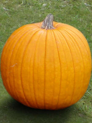 MAMMOTH GOLD PUMPKIN SEEDS - 5 GIANT PUMPKIN SEEDS
