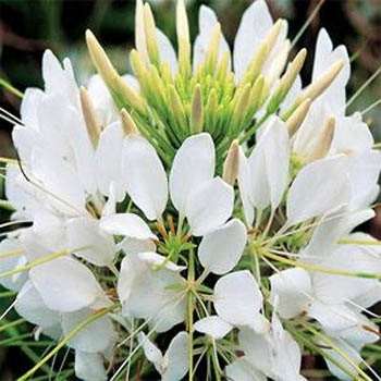 CLEOME QUEEN WHITE 50 CLEOME SEEDS