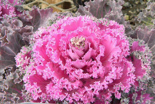 KALE SEEDS KAMOME RED - 10 KALE SEEDS
