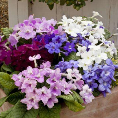 STREPTOCARPUS SEEDS CAPE COOL MIX - 10 STREPTOCARPUS SEEDS