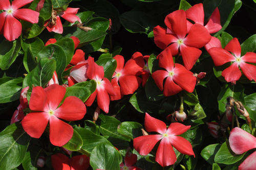 VINCA SEEDS PACIFICA MIX - 10 VINCA SEEDS