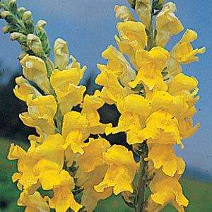 SNAPDRAGON SEEDS ROCKET LEMON - 25 SNAPDRAGON SEEDS