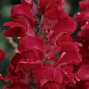 SNAPDRAGON SEEDS ROCKET RED - 25 SNAPDRAGON SEEDS