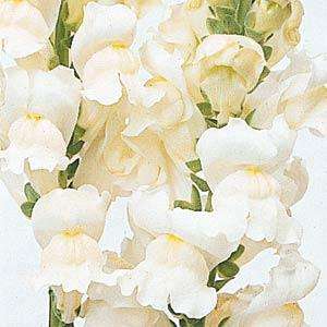 SNAPDRAGON SEEDS ROCKET WHITE - 25 SNAPDRAGON SEEDS