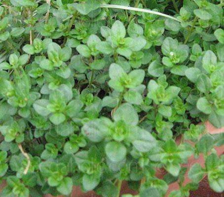 THYME SEEDS THYME DE PROVENCE - 100 FRENCH THYME SEEDS