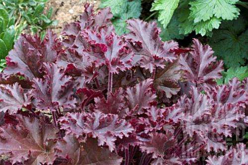 HEUCHERA SEEDS MELTING FIRE - 10 HEUCHERA SEEDS