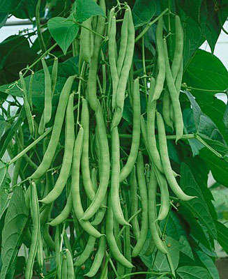 RUNNER BEAN SEEDS KENTUCKY WONDER HEIRLOOM - 20 BEAN SEEDS