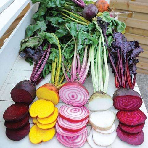 BEETROOT SEEDS RAINBOW MIX - 25 BEETROOT SEEDS