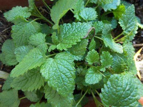 Lemon Balm Herb 50 Seeds