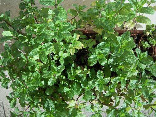 SPEARMINT - MENTHA SPICATA 20 SPEARMINT SEEDS
