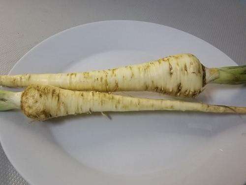 PARSNIP WHITE GEM - 200 PARSNIP SEEDS