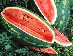 WATERMELON SEEDS CONGO HEIRLOOM - 20 WATERMELON SEEDS
