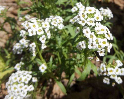 Alyssum Seeds Snowcloth - 1/2 gram Alyssum Seeds