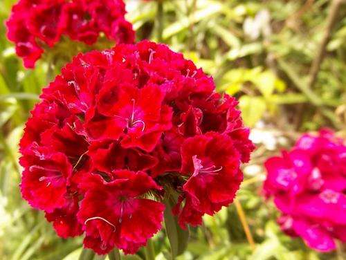 SWEET WILLIAM SEEDS SUPER DUPLEX MIX - 100 SWEET WILLIAM SEEDS