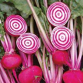 BEETROOT SEEDS CHIOGGIA CANDY STRIPE - 50 BEETROOT SEEDS