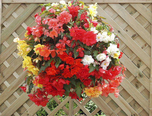 BEGONIA SEEDS ILLUMINATION MIX - 5 BEGONIA SEEDS