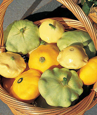 PATTY PAN SQUASH SEEDS SCALLOP BLEND - 10 SQUASH SEEDS