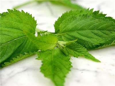 NETTLE SEEDS URTICA DIOICA - 20 NETTLE SEEDS