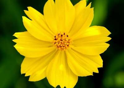 COSMOS SEEDS YELLOW - 25 COSMOS SEEDS