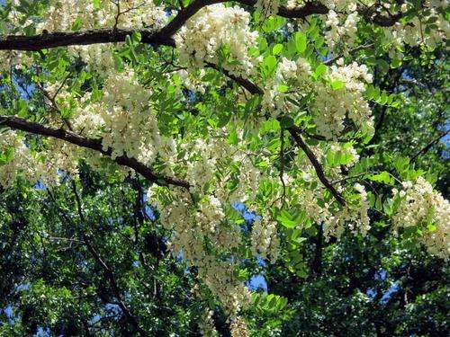 BLACK LOCUST TREE SEEDS - 5 SEEDS
