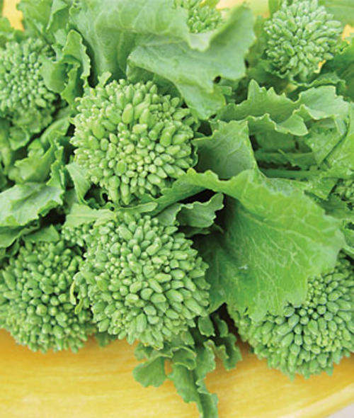 BROCCOLI SEEDS RAPINI RAAB - 50 BROCCOLI SEEDS