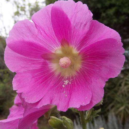 HOLLYHOCK SEEDS PINK - 25 HOLLYHOCK SEEDS