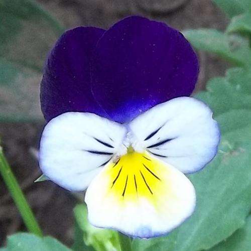 VIOLA SEEDS TRI COLOUR - 20 VIOLA SEEDS