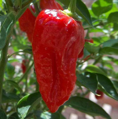 CHILLIES GHOST PEPPER CHILLI  -  5 CHILLI SEEDS