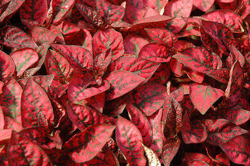 HYPOESTES SEEDS SPLASH RED - 50 HYPOESTES SEEDS