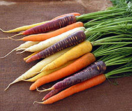 CARROT SEEDS HARLEQUIN MIX - 50 CARROT SEEDS