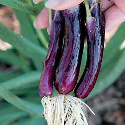 ONION SEEDS RED RUM BUNCHING - 20 ONION SEEDS