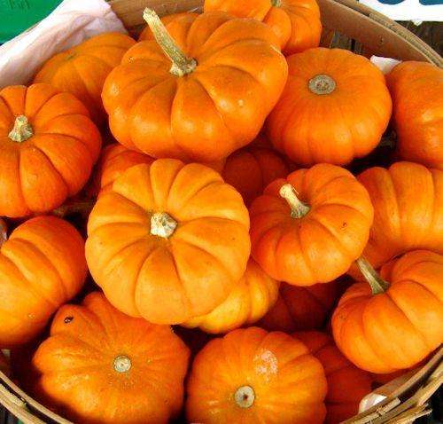 PUMPKIN SEEDS MINI JACK BE LITTLE - 10 PUMPKIN SEEDS