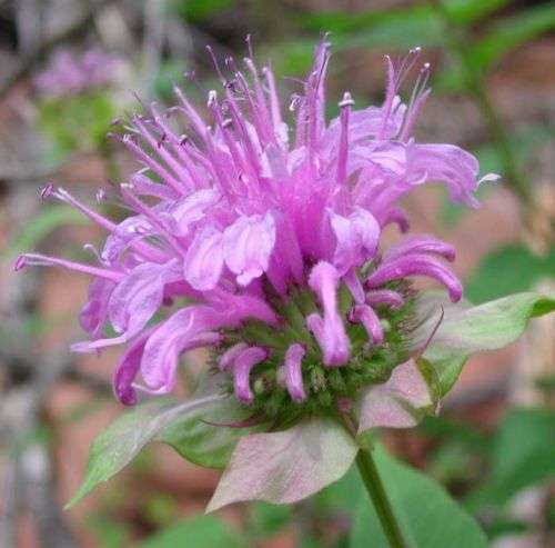 BERGAMOT SEEDS MONARDA FISTULOSA - 20 SEEDS