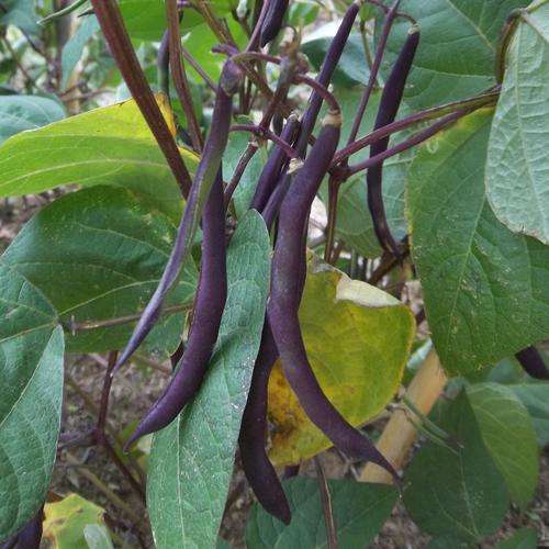 RUNNER BEAN SEEDS PURPLE HEIRLOOM TYPE - 15 RUNNER BEAN SEEDS
