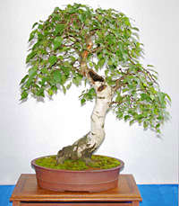 JAPANESE WHITE BIRCH BONSAI SEEDS - 10 BONSAI SEEDS