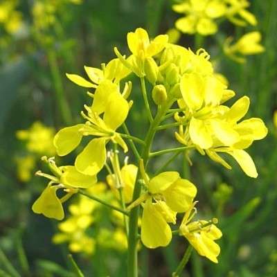 MUSTARD SEEDS YELLOW MUSTARD - 200 MUSTARD SEEDS