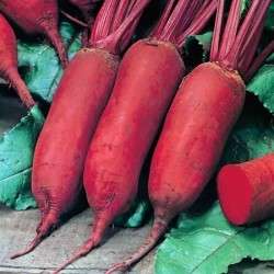 BEETROOT SEEDS CYLINDRA - 50 BEETROOT SEEDS